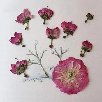 60pcs Stlačené Sušeného Kvetu Sakura/Púčiky Rastlín Herbarium Pre Šperky Pohľadnicu, Pozvanie na Kartu Telefón Prípade Záložku Sviečka Umenie urob si sám