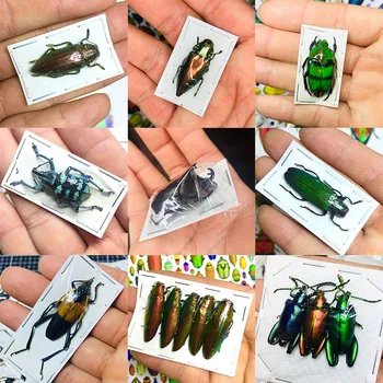 Hmyzu Vzor Reálne Chrobák Poznávanie Zvierat Voliteľné Rýľ Chrobák Výučby, Výskumu, Vzdelávania Fotografie Rekvizity Prvoky