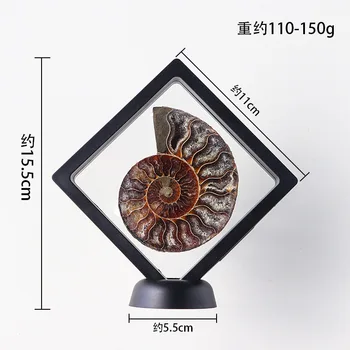 Prírodné Conch Fosílnych Slimák Ammonite Hrubý Kameň Plátky Ozdoby Minerálne Štítok Zber Organického Materiálu, Dekorácie